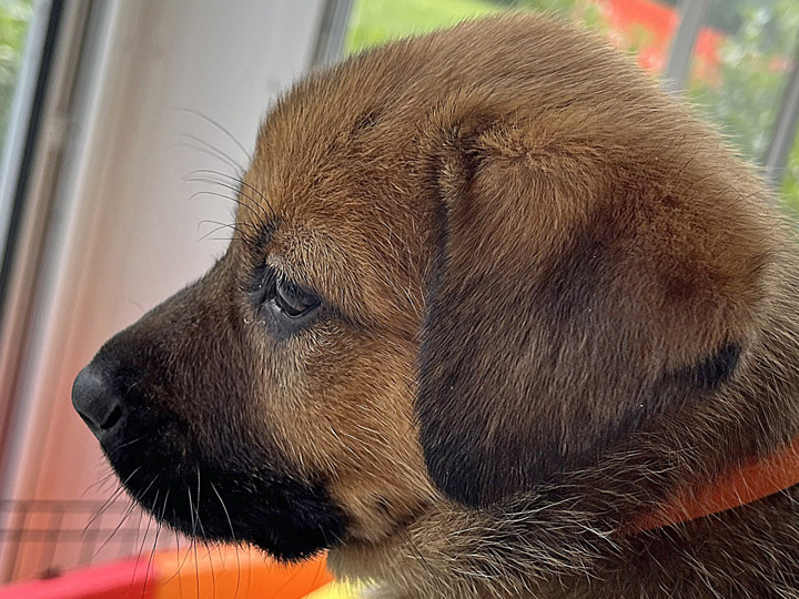chinook puppy
